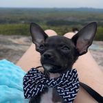 Milo Harris - @mighty_milo127 - Instagram