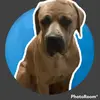 Milo Harris - @milokingstonharris - TikTok