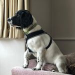 Milo Harris - @the_milo_page - Instagram