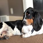 Milo Harris - @milo.the.bassethound - Instagram