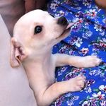 Milo Harris - @munchkinmilo18 - Instagram