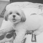 Milo Harris - @miloharris_the_dog - Instagram