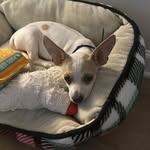 Milo Harris - @milo_cutepupharris15 - Instagram