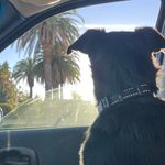 Milo Harris - @milo.mylove - Instagram