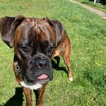 Milo Harris🐕 - @_milo_the_boxer - Instagram