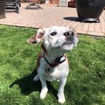 Milo Harris - @magnificent._.milo - Instagram