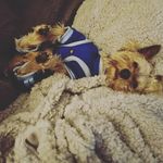 Milo Harris🦋 - @milo_the_irish_yorkie - Instagram