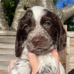 Milo Harris🐾 - @milo.thelilsprocker - Instagram