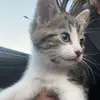 milo - @mrmiloharris - TikTok