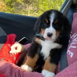 Milo Hess - @mrmilotheberner - Instagram