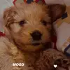 milohoffman - @carinavega357 - TikTok