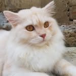 Milo Cat House - @milocat_house - Instagram