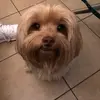 Milo_in_da_house - @milo_in_da_house - TikTok