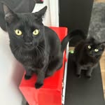 Omen & Milo, House Panthers - @omenandmiloblackcats - Instagram