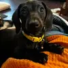 milojenkinslife - @milojenkinslife - TikTok