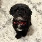 Milo Jones - @milojonesthepoodle - Instagram