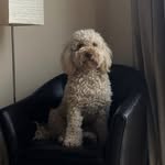 Milo Jones - @monster_milo1 - Instagram