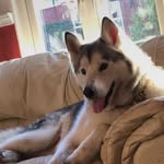 Milo Jones - @milohuskydog - Instagram