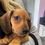 Milo Jones - @milo.the.sausagedog_ - Instagram