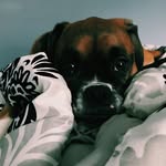 Milo Jones - @milojtheboxer - Instagram