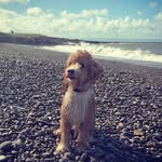 Milo the cockapoo - @milo.jones_the_cockapoo - Instagram