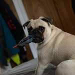 Milo Levine 🐶 - @milo_the_uggy_puggy - Instagram