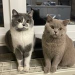 Lewis and Milo - @lewis_and_milo_thebsh - Instagram