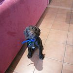 Milo - @_milo_lewis_ - Instagram