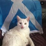 Milo lewis - @miloxcat - Instagram