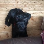 Milo Lewis - @a_dog_with_a_blog_milo - Instagram