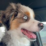 Milo Lewis - @milo.lewis.l - Instagram