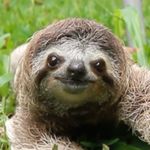 Milo Lewis - @sloth_says_hi - Instagram