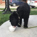 Milo Lewis - @milo.lewis - Instagram