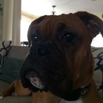 Milo Lewis - @milojackson123 - Instagram