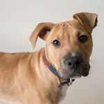 Milo Lewis - @milo_ll_thestaffiex - Instagram
