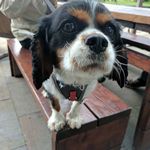 Milo Lewis - @me_mate_milo - Instagram