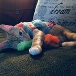 Milo Lewis - @milo_teh_cat - Instagram