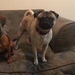 Milo Lewis - @_youngpug - Instagram