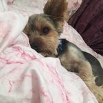 Milo lewis - @xox_milo_05_xox - Instagram