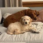 Nora Belle & Milo Lewis - @acoupleofdoodlepups - Instagram
