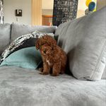 Paulien Schepers - @lewis_milo_xq - Instagram