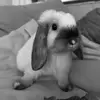 Milo - @miniloop.milo - TikTok