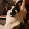 Milo Marks - @midasdoomsday6 - TikTok