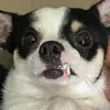 Kiki - @milogusmason1923 - TikTok
