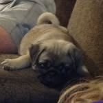 Milo Mason - @milo_mason101 - Instagram
