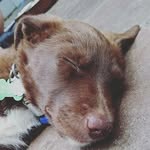 Milo Mason - @the_real.milo - Instagram
