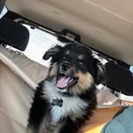 Milo Mason - @aussie.shepard_milo - Instagram
