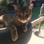 Milo Mason - @milo_browntabby_ - Instagram