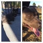 Milo Mason - @miloandzeus - Instagram