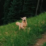milo mason - @milothemountainpup - Instagram